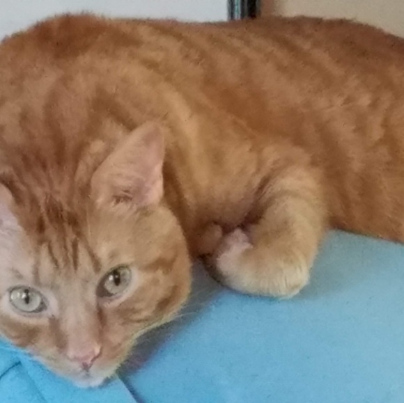 Meet your Posher, Virginia - Picture 4 of 6